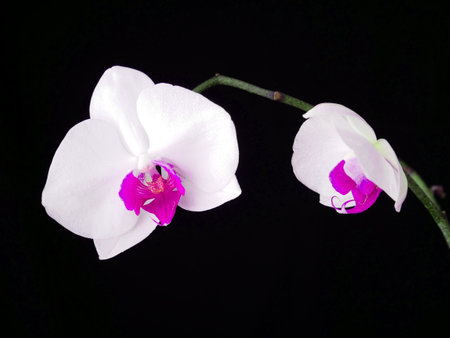 White orchid flower on black backgroundの写真素材