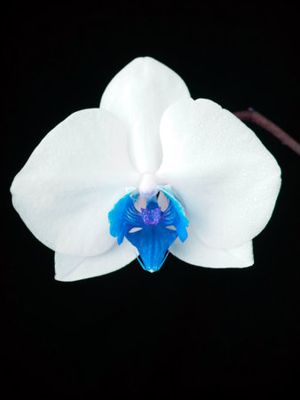 White orchid flower on black backgroundの写真素材