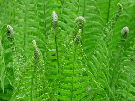 Green spring ferns. Close up. Garden in a sunny day.の写真素材
