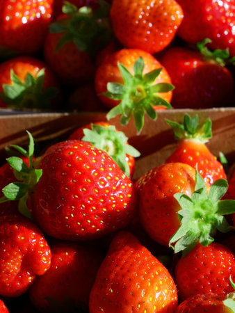 Fresh organic strawberries from Poland. Juicy fruit and stalks in close-up.の写真素材