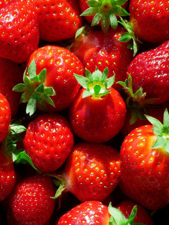 Fresh organic strawberries from Poland. Juicy fruit and stalks in close-up.の写真素材