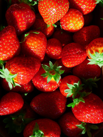 Fresh organic strawberries from Poland. Juicy fruit and stalks in close-up.の写真素材