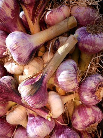 Young garlic. Heads in bunches. Natural antibiotic. Organic food from Polish.の写真素材