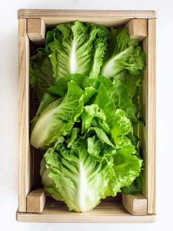 Fresh lettuce and wooden box. Delicate young leaves curling into heads.の写真素材