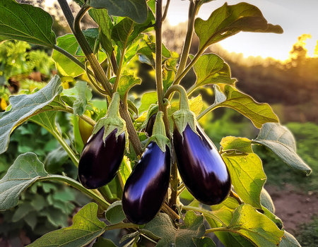 Eggplants in sunny day in garden. Close up.の写真素材