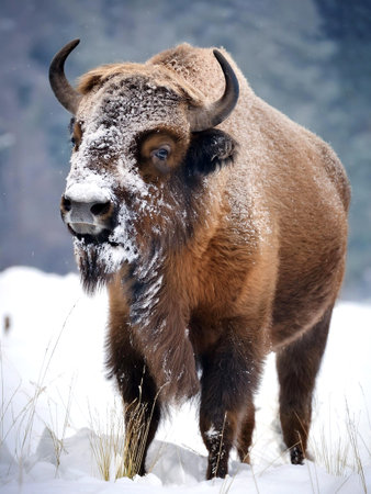 One bison in a snowy setting, illustrating a quiet moment in the wild.の写真素材
