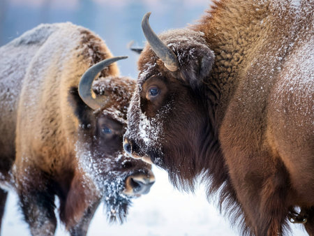 Two bison in a snowy setting, illustrating a quiet moment in the wild.の写真素材