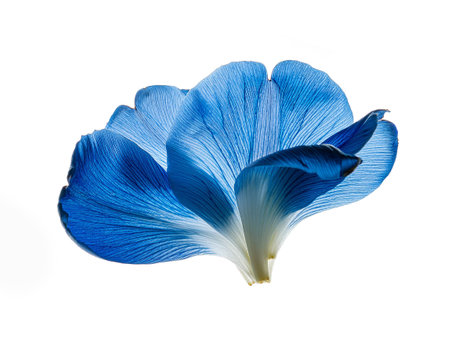 Delicate blue flower petals levitate in the air, beautiful flowers flying on a white backgroundの写真素材