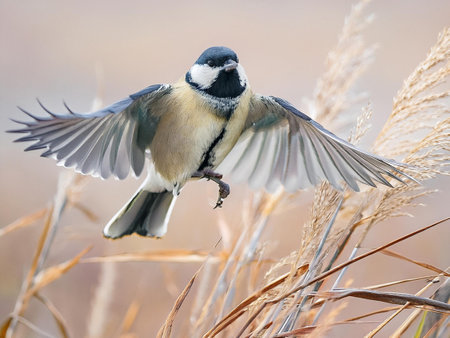 A bird Black-capped Chickadee ascends through the air, flying over vibrant tall grass in a peaceful field, showing the harmony of nature.の写真素材