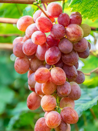 Ripe pink KÅshÅ« grapes growing on the vine, nestled among vibrant green foliage in a garden.の写真素材