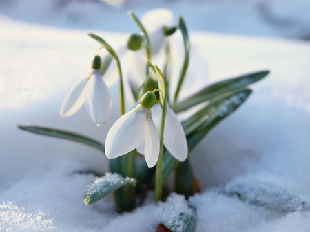 Beauty snowdrops.. Winter in garden.の写真素材