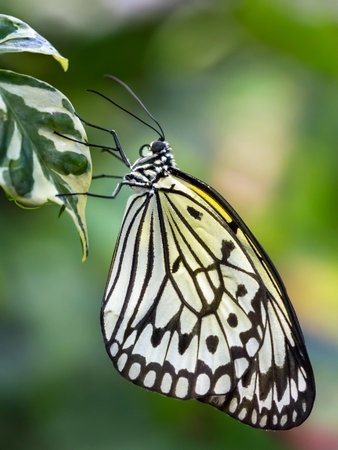 Paper Kite Butterfly (Idea leuconoe). Close up.の写真素材