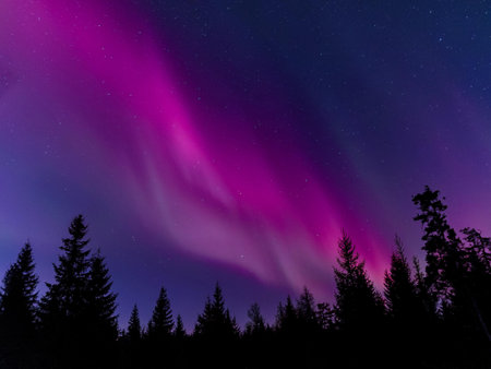 Aurora borealis display with vibrant pink and purple lights over a forest silhouette at night, featuring a clear starry sky.の写真素材