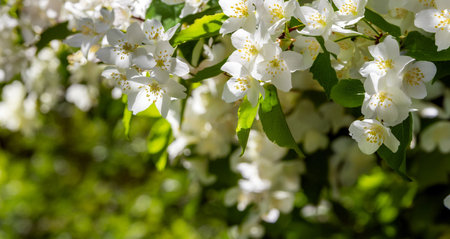 Beautiful fragrant jasmine flowers in the sun just after the rain.の写真素材