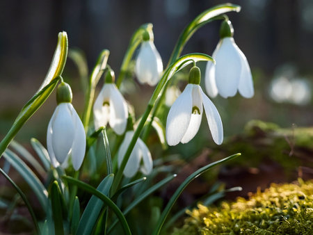 Snowdrop flowers emerging in a tranquil forest, highlighting their pure white blooms amidst the vibrant green surroundings.の写真素材