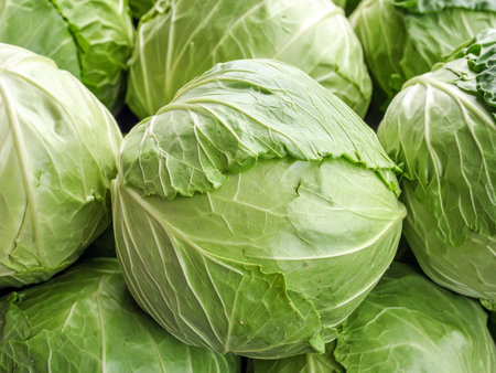 Heads of cabbage. Young vegetables at the spring market. Organic food.の写真素材