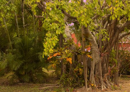 landscape of a tree in the parkの写真素材