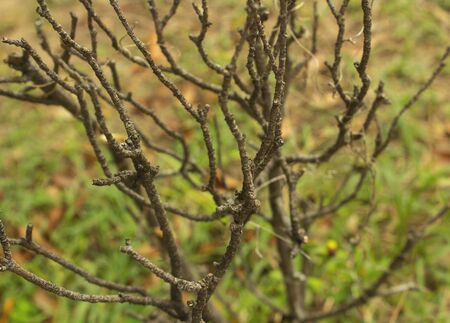 nature of oto?o dried housesの写真素材