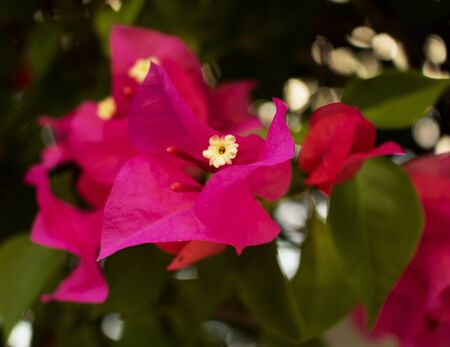 small white flower bougainvillea pink petals close up and green leavesの写真素材