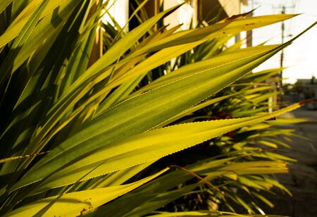 long green lawn in the gardenの写真素材