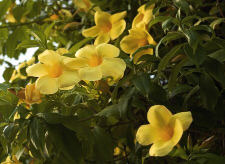 flowers with yellow petals that sunbathes on tree green leavesの写真素材