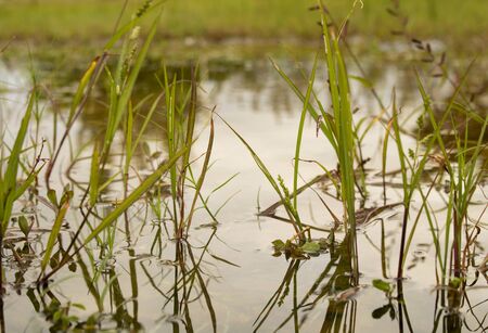 close-up photograph of the grass growing in the water on the banks of the lakeの写真素材