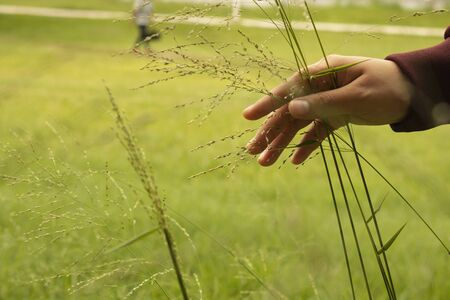 a hand crouching the grass of the fieldの写真素材