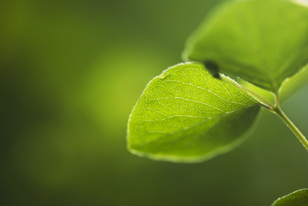 A green leaf glows in the afternoon sunshine.の写真素材