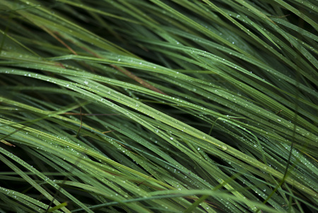 Dew drops sprinkle blades of grass in summertime.