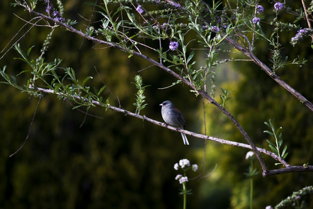 A songbird sits on a branch in springtime.の写真素材
