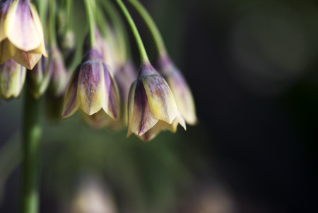 Purple and yellow fritillaria flowers bloom in spring.の写真素材