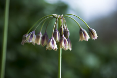Purple and yellow fritillaria flowers bloom in spring.の写真素材