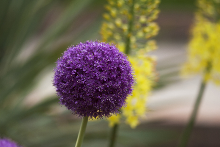 A purple allium flower blooms in a summer garden.の写真素材