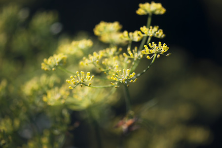 Yellow dill flower buds prepare to bloom on a summer day.