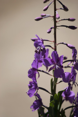Purple firewood flowers bloom in the Colorado Rocky Mountains on a summer day.の写真素材