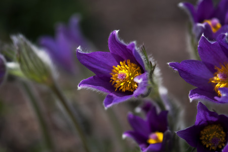 Purple Easter flowers blooming in springtime.の写真素材