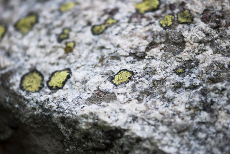 Green lichen grows on white and grey rock in the mountains.の写真素材