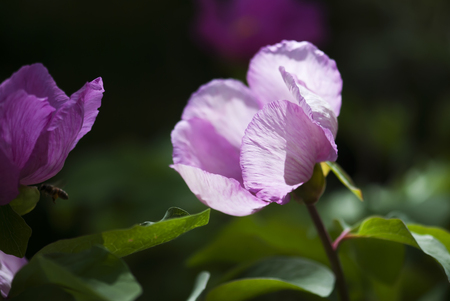 A pink peony is lit up by the sunlight on a spring day.の写真素材