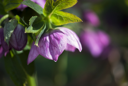 A pink Lenten Rose flower is the first to bloom in springtime.の写真素材