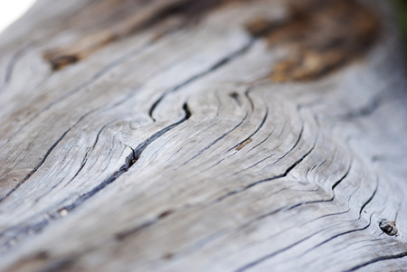 A close up shot of a wood grain texture.の写真素材