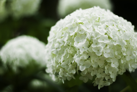 A white hydrangea blooms in a summer garden.