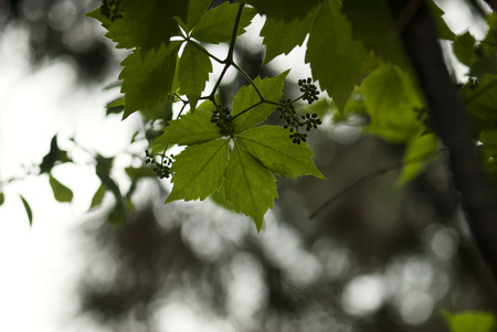 Green woodbine leaves on a late summer afternoon.の写真素材