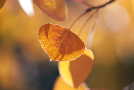 Orange aspen leaves glow in the autumn sunlight of the Colorado Rocky Mountains.の写真素材