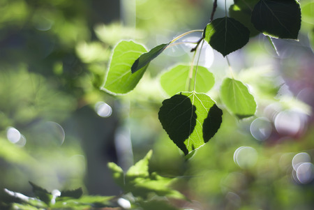 Green aspen leaves dance in the sunlight on a warm summer day in Colorado.の写真素材