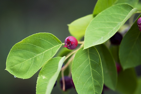 A single crabapple, surrounded by lush green leaves, ripens at the end of summer.の写真素材