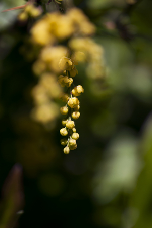 The tiny yellow flowers of a barberry bush dangle against a deep green background in springtime.の写真素材
