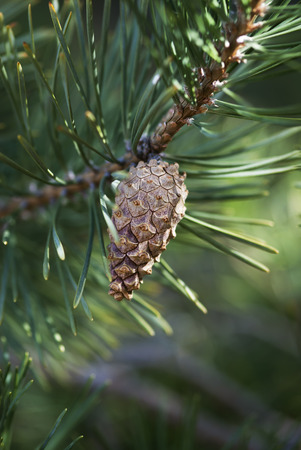 A pine cone hangs from the branch of an evergreen tree.の写真素材