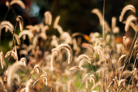 The golden, grass seed heads are illuminated by the sunlight of a fall afternoon.