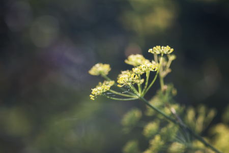 A dill plant perpares to bloom in an herb garden.