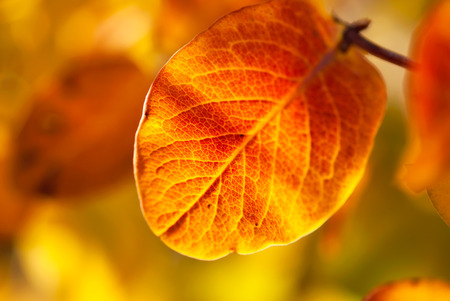 A bright orange honeysuckle leaf glows in the autumn afternoon sunlight.